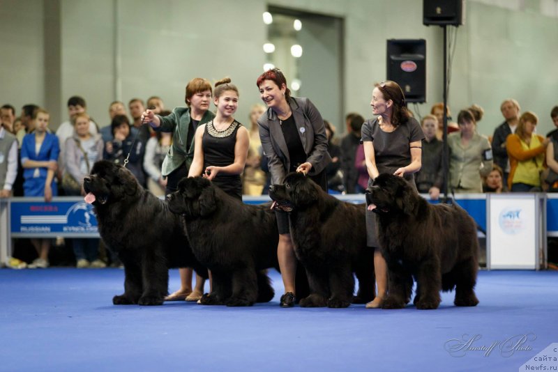 Фото: ньюфаундленд Акватория Келвин Ультиматум (Aquatoriya Kelvin Ultimatum), ньюфаундленд Акватория Келвин Фром Сибириа эт Каюга (Aquatoriya Kelvin From Siberia at Cayuga), ньюфаундленд Акватория Келвин Звездная Королева (Aquatoriya Kelvin Zvezdnaya Koroleva), ньюфаундленд Акватория Келвин Фифа (Aquatoriya Kelvin Fifa), Татьяна Абутова, Елена Медведева, Ольга Королева