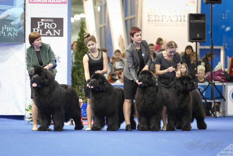 Фото: ньюфаундленд Акватория Келвин Ультиматум (Aquatoriya Kelvin Ultimatum), ньюфаундленд Акватория Келвин Фром Сибириа эт Каюга (Aquatoriya Kelvin From Siberia at Cayuga), ньюфаундленд Акватория Келвин Звездная Королева (Aquatoriya Kelvin Zvezdnaya Koroleva), ньюфаундленд Акватория Келвин Фифа (Aquatoriya Kelvin Fifa), Татьяна Абутова, Елена Медведева, Ольга Королева