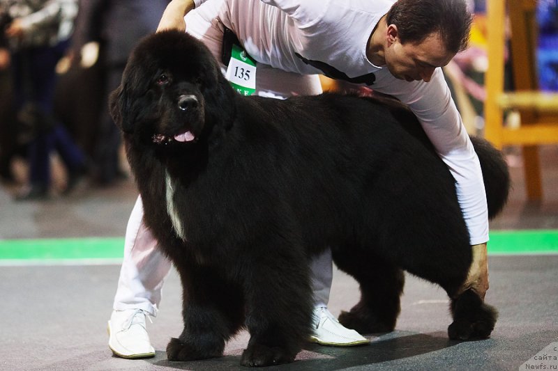 Фото: ньюфаундленд Love Me Tender Midnight Bear