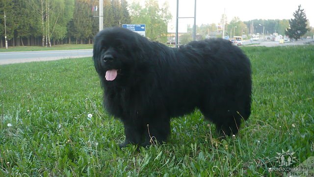 Фото: ньюфаундленд Триада Вест Алеша Попович