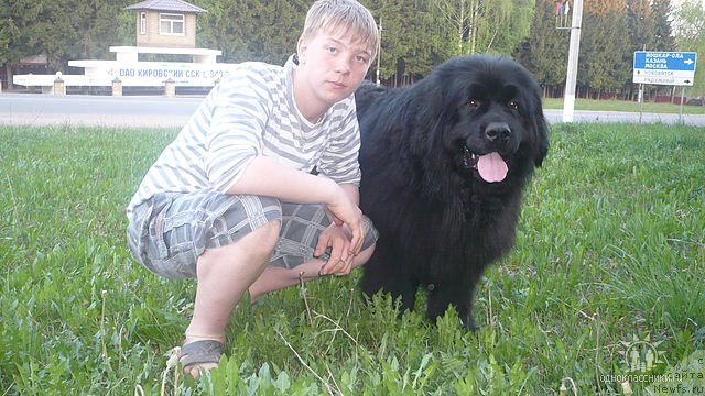 Фото: ньюфаундленд Триада Вест Алеша Попович