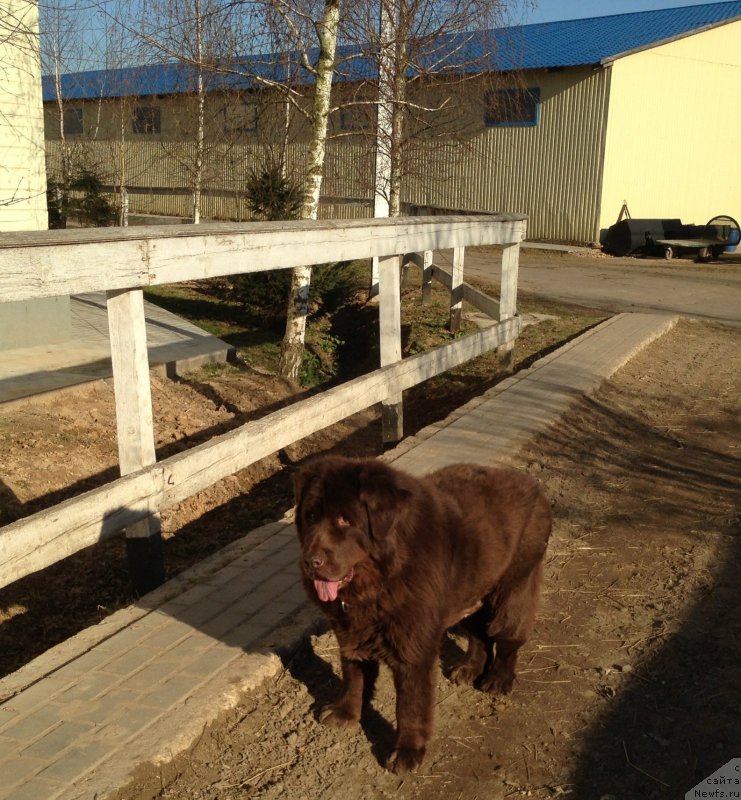 Фото: ньюфаундленд Петер-Беар Бизерта Соул