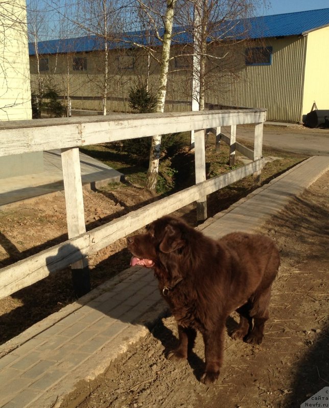 Фото: ньюфаундленд Петер-Беар Бизерта Соул