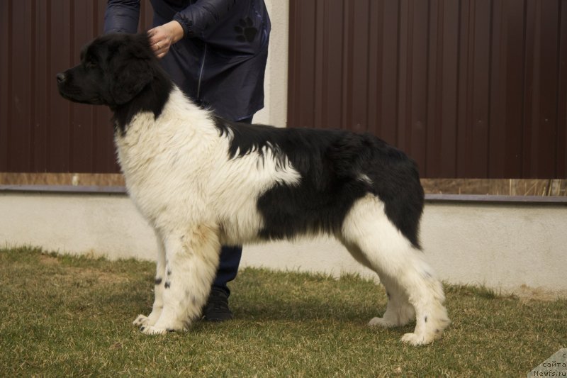 Фото: ньюфаундленд Аквиан Сонг Монтана