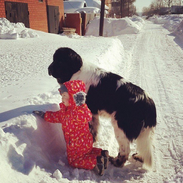 Фото: ньюфаундленд Супер Бизон Екатеринбург (Super Bizon Ekaterinburg)