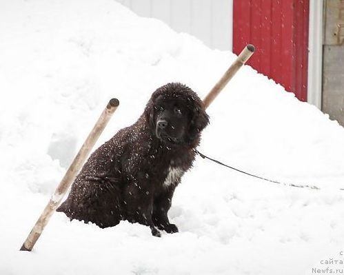 Фото: ньюфаундленд Аквиан Сонг Ниагара