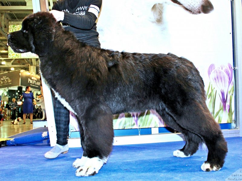 Фото: ньюфаундленд Питерньюф Омниа Винсет Амор (Piternyuf Omnia Vincet Amor)