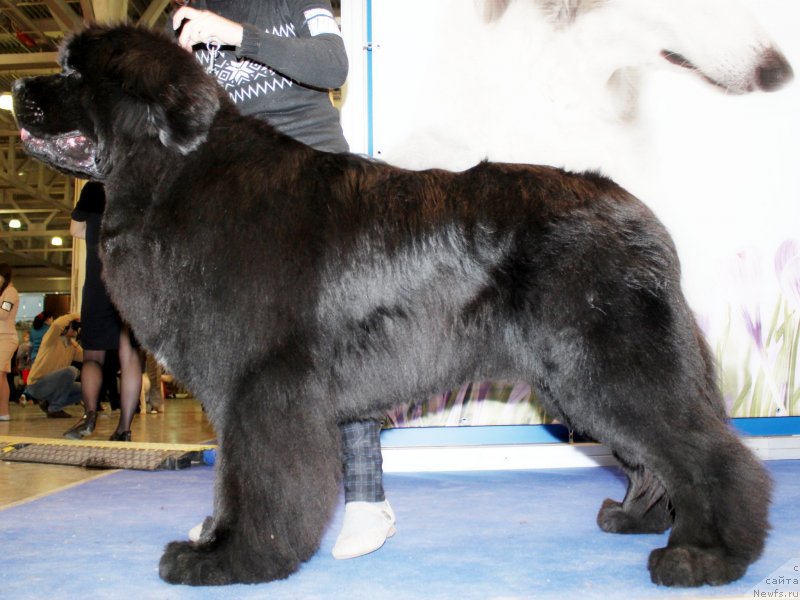 Фото: ньюфаундленд Питерньюф Монте Кристо (Piternyuf Monte Kristo)