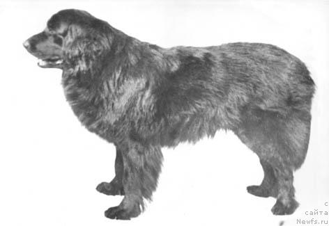 Фото: ньюфаундленд Бэтти