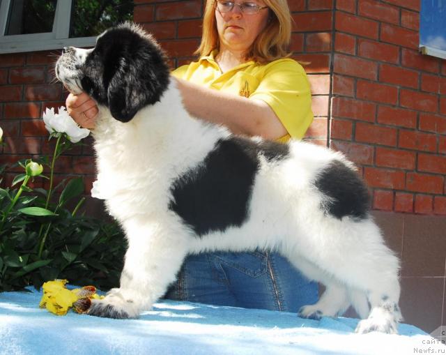 Фото: ньюфаундленд Сент Джонс Парад Планет