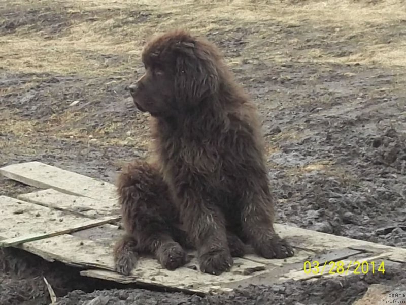 Фото: ньюфаундленд Ньюфорт Ю'Северино