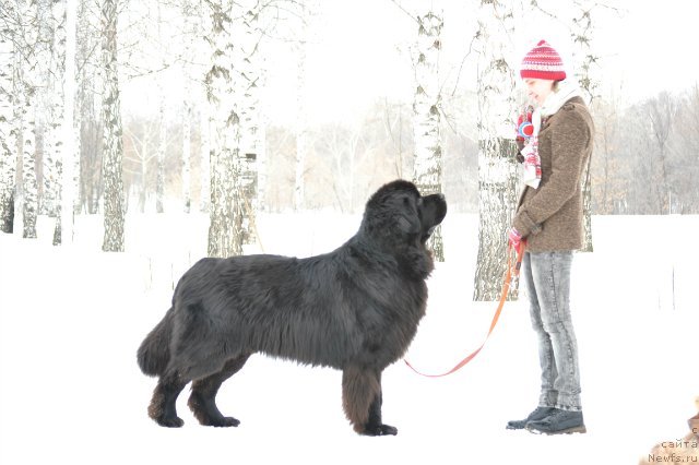 Фото: ньюфаундленд Кипер Соул Лайон Хэерт, Ольга Иванова