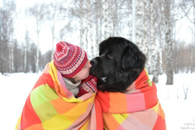 Фото: ньюфаундленд Кипер Соул Лайон Хэерт, Ольга Иванова