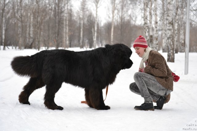 Фото: ньюфаундленд Кипер Соул Лайон Хэерт, Ольга Иванова