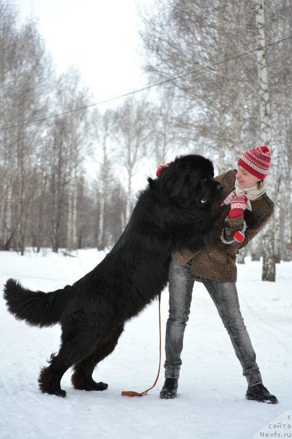 Фото: ньюфаундленд Кипер Соул Лайон Хэерт, Ольга Иванова