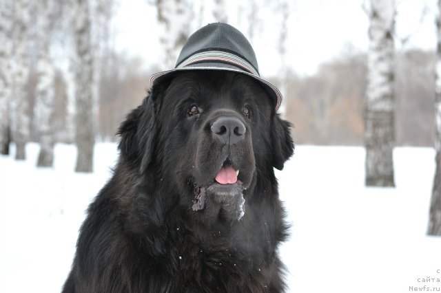 Фото: ньюфаундленд Кипер Соул Лайон Хэерт