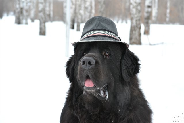 Фотография № 149920