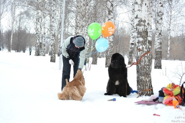 Фото: ньюфаундленд Кипер Соул Лайон Хэерт