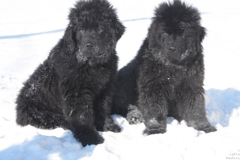 Фото: ньюфаундленд Ариель Принцесс оф зе Сии, ньюфаундленд Аллегианс Брайт Проспект