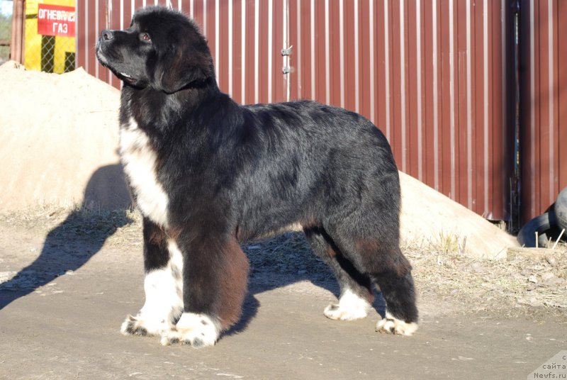 Фотография № 149928