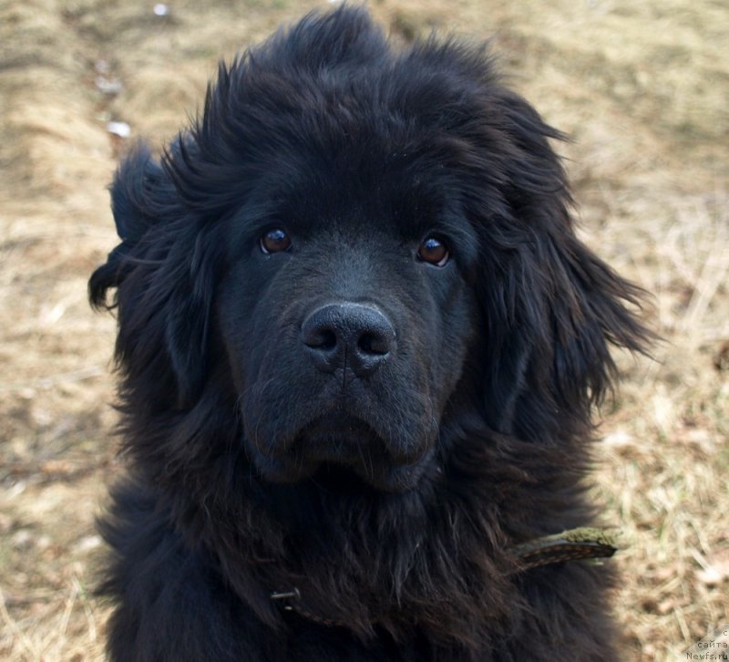 Фото: ньюфаундленд Забава Путятишна