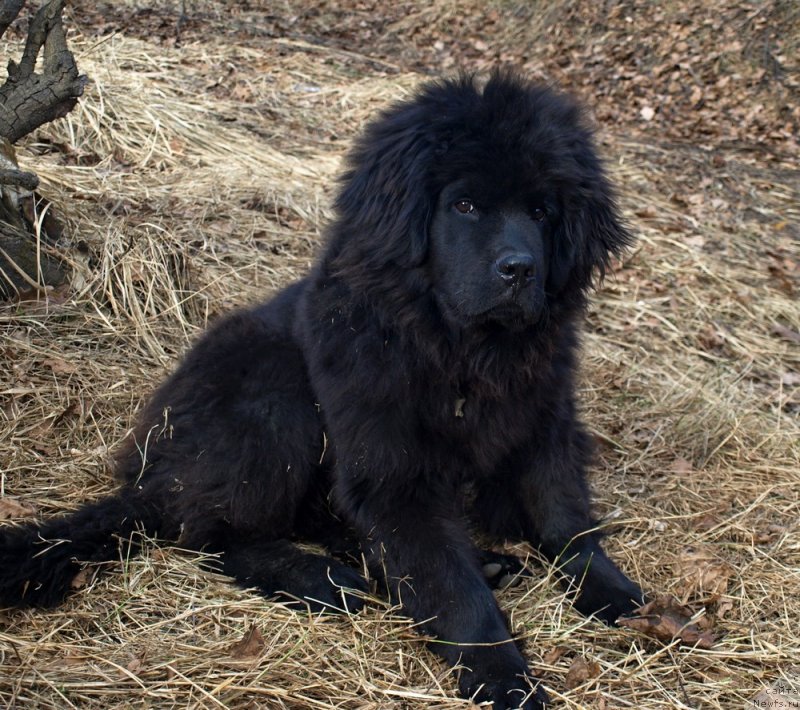 Фото: ньюфаундленд Забава Путятишна