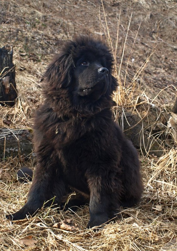 Фото: ньюфаундленд Забава Путятишна