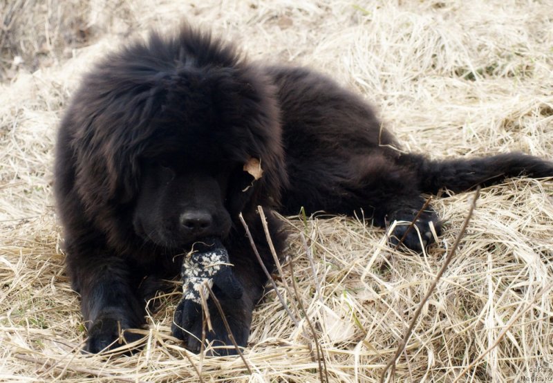 Фото: ньюфаундленд Забава Путятишна