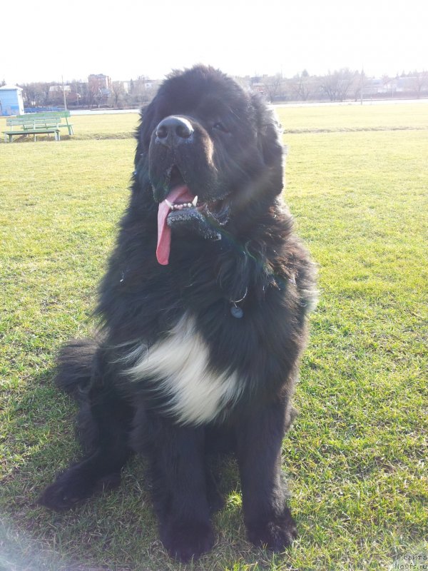 Фото: ньюфаундленд Дак Прайд Ван Гог (Dark Pride Van Gogh)