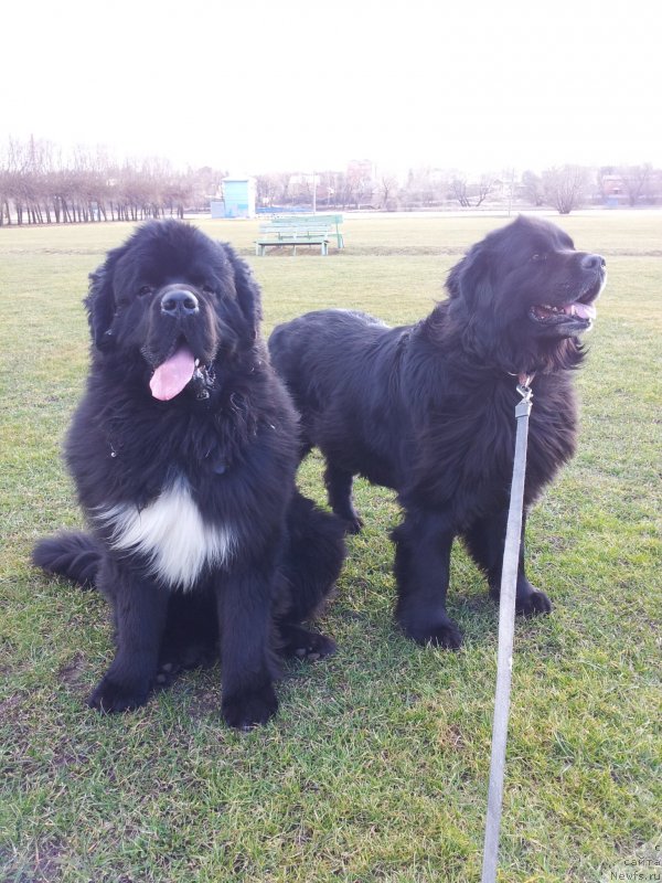 Фото: ньюфаундленд Дак Прайд Ван Гог (Dark Pride Van Gogh), ньюфаундленд Красс