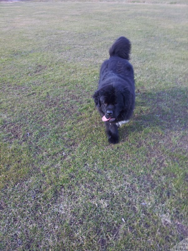 Фото: ньюфаундленд Дак Прайд Ван Гог (Dark Pride Van Gogh)