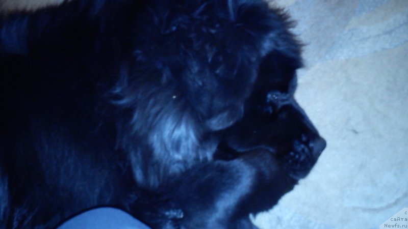 Фото: Наталья Медведь, ньюфаундленд Белкондер-Клаб Кассий Дион