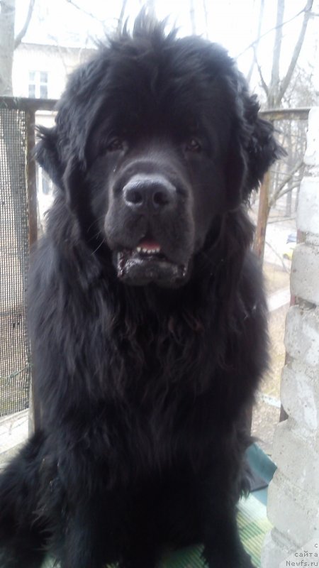 Фото: Наталья Медведь, ньюфаундленд Белкондер-Клаб Кассий Дион