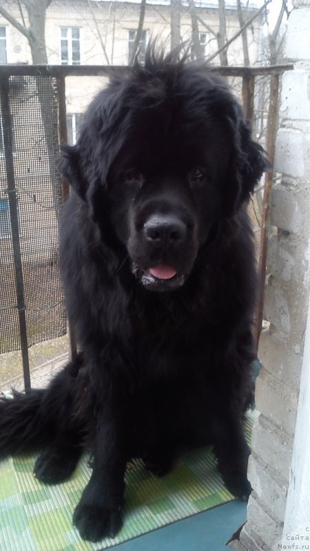 Фото: ньюфаундленд Белкондер-Клаб Кассий Дион