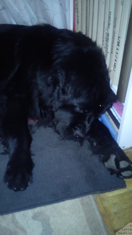 Фото: ньюфаундленд Белкондер-Клаб Кассий Дион