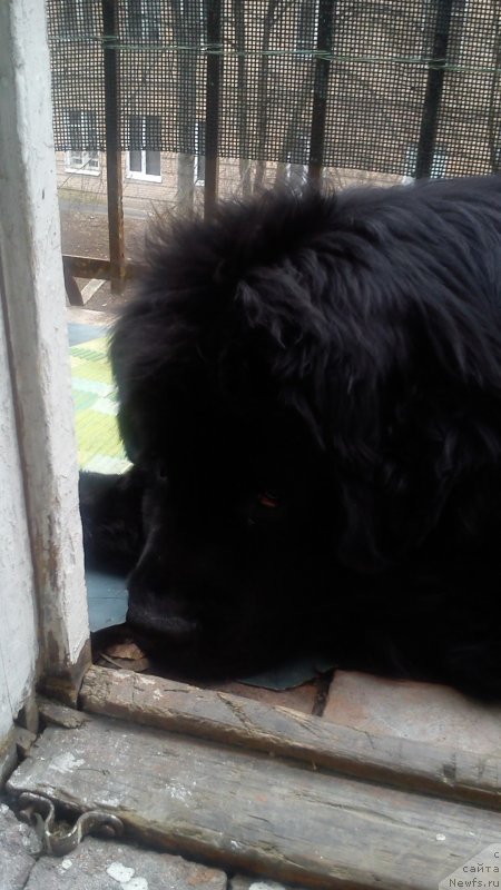 Фото: ньюфаундленд Белкондер-Клаб Кассий Дион