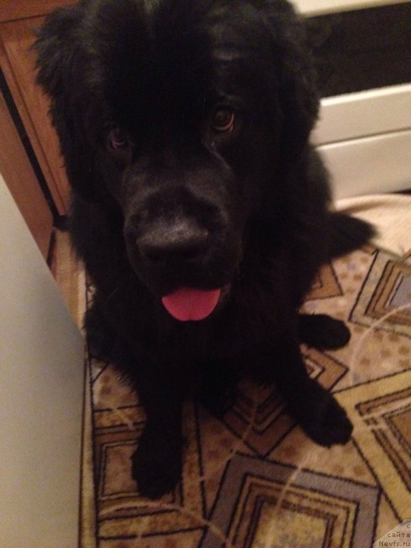 Фото: ньюфаундленд Белкондер-Клаб Кассий Дион