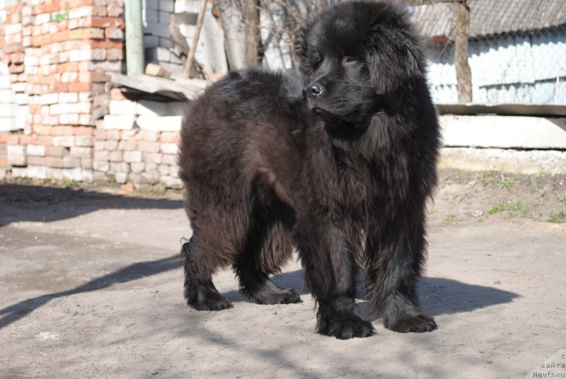 Фото: ньюфаундленд Жустин Блэк