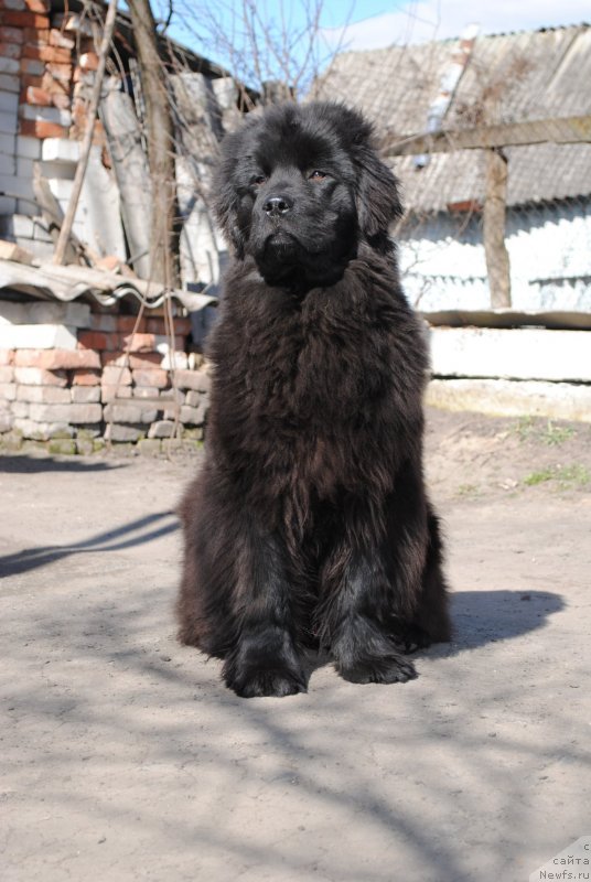 Фото: ньюфаундленд Жустин Блэк