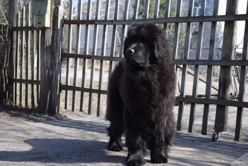 Фото: ньюфаундленд Жустин Блэк