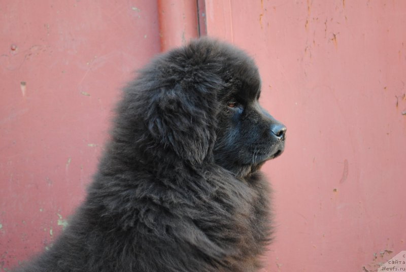 Фото: ньюфаундленд Жгучий Брюнет