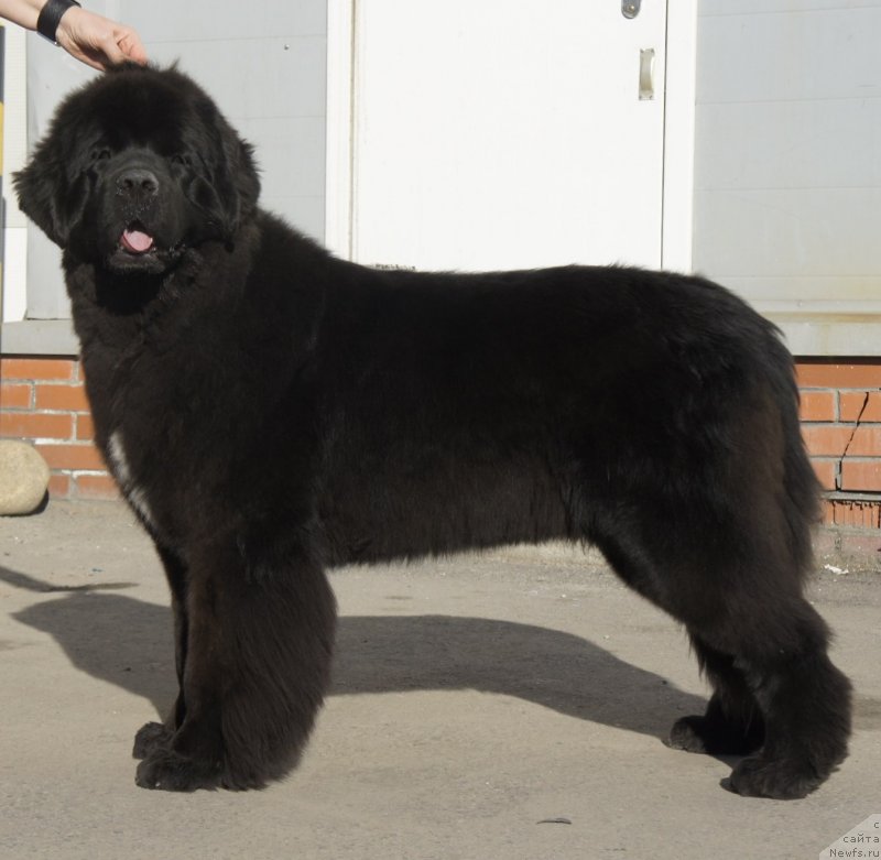 Фотография № 149980