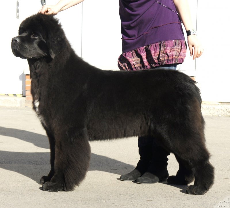 Фото: ньюфаундленд Смигар Лав Стори (Smigar Love Story)