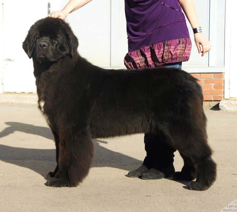 Фото: ньюфаундленд Смигар Лав Стори (Smigar Love Story)