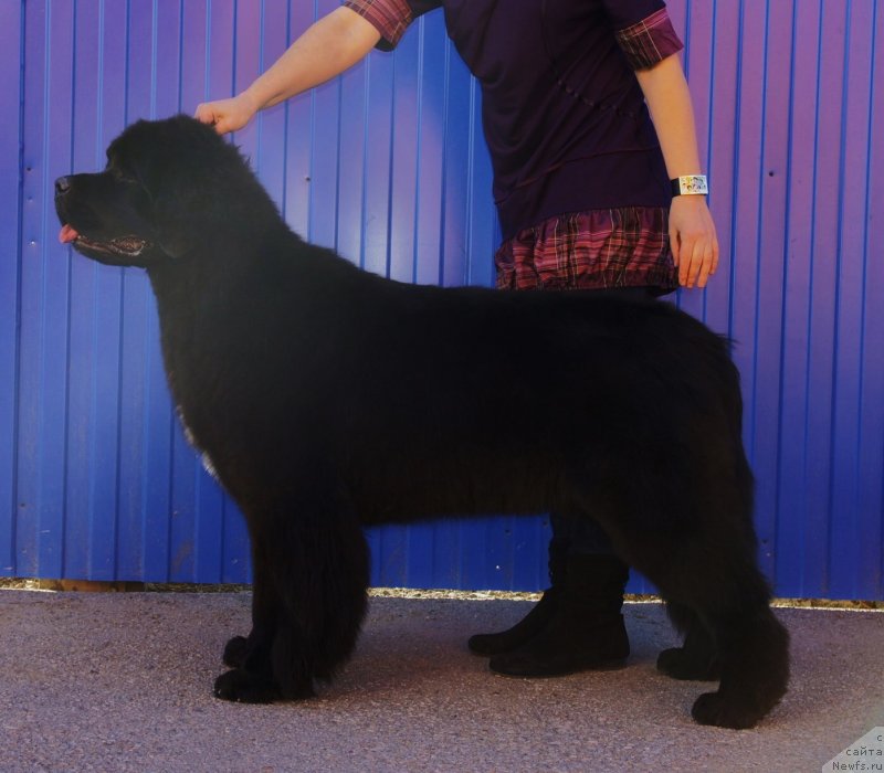 Фото: ньюфаундленд Смигар Лав Стори (Smigar Love Story)