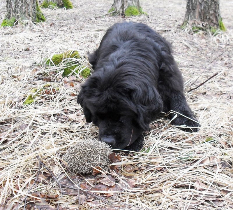 Фото: ньюфаундленд Бегущая по Волнам Царица Савская