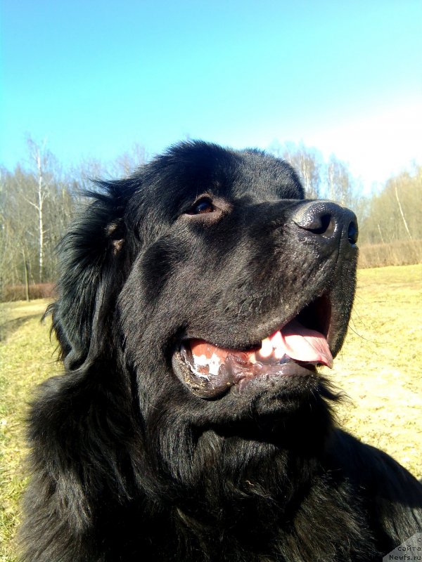 Фото: ньюфаундленд Черный Чанк с Берега Дона (Chernyj Chank s Berega Dona)