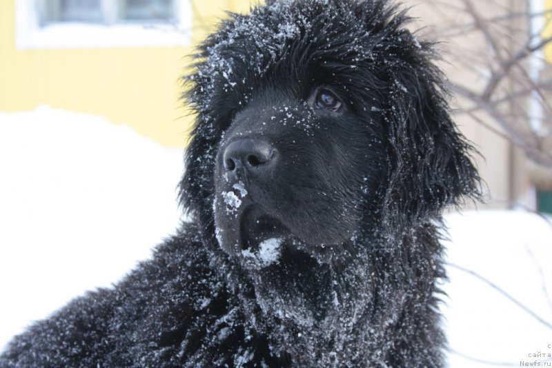 Фото: ньюфаундленд Анабелле Квин оф зэ Моунтайнс