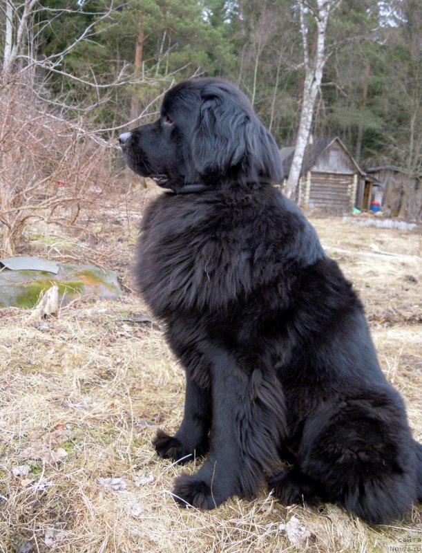 Фото: ньюфаундленд Потрясающая Климентина