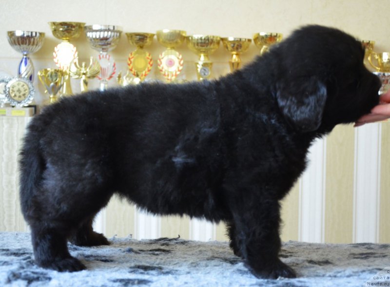 Фотография № 150024